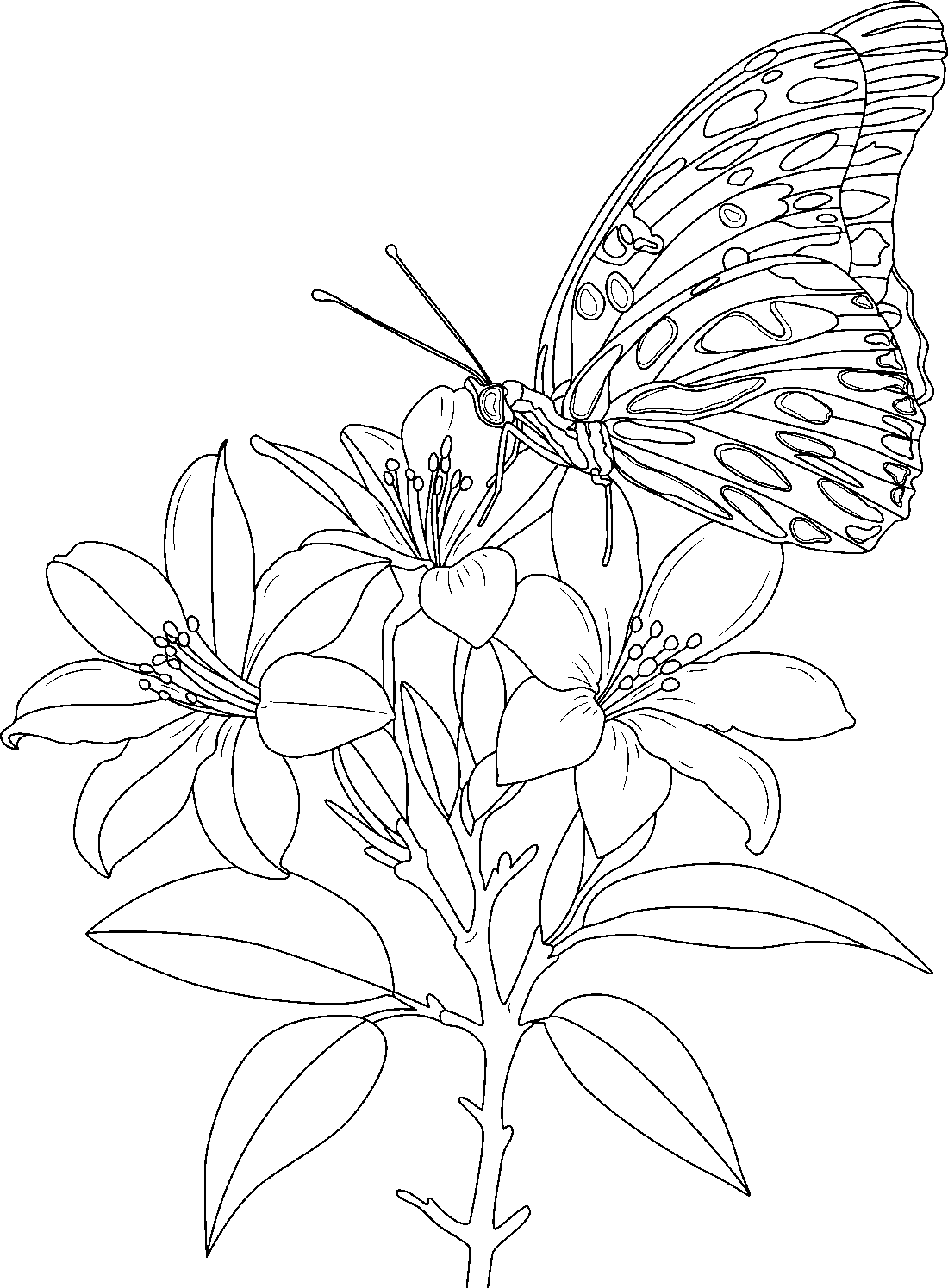 An uncolored line drawing of a butterfly resting on a branch of open blossoms.